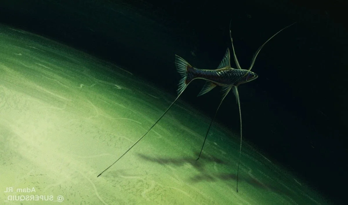 Discover the Mysterious Tripod Fish: A Bizarre Deep-Sea Creature Standing on the Ocean Floor (Bathypterois grallator)