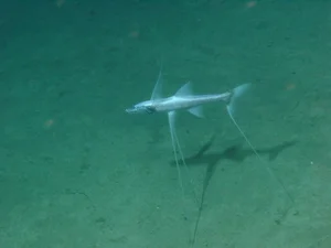 Discover the Mysterious Tripod Fish: A Bizarre Deep-Sea Creature Standing on the Ocean Floor (Bathypterois grallator) - image 4