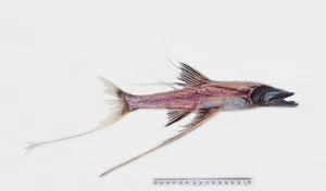 Discover the Mysterious Tripod Fish: A Bizarre Deep-Sea Creature Standing on the Ocean Floor (Bathypterois grallator) - image 3