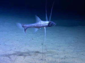 Discover the Mysterious Tripod Fish: A Bizarre Deep-Sea Creature Standing on the Ocean Floor (Bathypterois grallator) - image 2