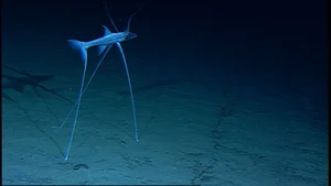 Discover the Mysterious Tripod Fish: A Bizarre Deep-Sea Creature Standing on the Ocean Floor (Bathypterois grallator) - image 6