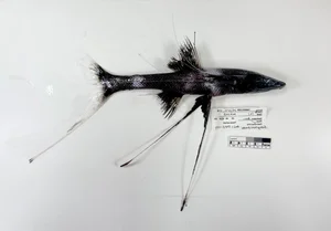 Discover the Mysterious Tripod Fish: A Bizarre Deep-Sea Creature Standing on the Ocean Floor (Bathypterois grallator) - image 5