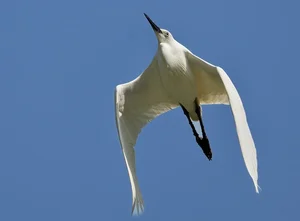 Spectacular Wild Bird Sightings and Ecotourism Wonders in Vietnam's Natural Sanctuaries - image 13