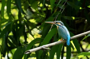Spectacular Wild Bird Sightings and Ecotourism Wonders in Vietnam's Natural Sanctuaries - image 5