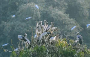Spectacular Wild Bird Sightings and Ecotourism Wonders in Vietnam's Natural Sanctuaries - image 2