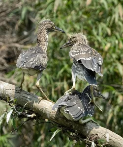 Spectacular Wild Bird Sightings and Ecotourism Wonders in Vietnam's Natural Sanctuaries - image 12