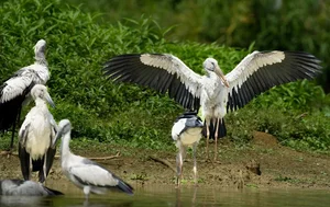 Spectacular Wild Bird Sightings and Ecotourism Wonders in Vietnam's Natural Sanctuaries - image 7