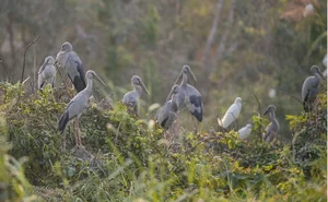 Spectacular Wild Bird Sightings and Ecotourism Wonders in Vietnam's Natural Sanctuaries - image 6
