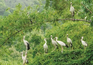 Spectacular Wild Bird Sightings and Ecotourism Wonders in Vietnam's Natural Sanctuaries - image 8