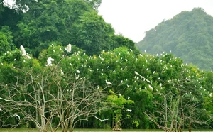 Spectacular Wild Bird Sightings and Ecotourism Wonders in Vietnam's Natural Sanctuaries - image 9