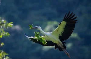 Spectacular Wild Bird Sightings and Ecotourism Wonders in Vietnam's Natural Sanctuaries - image 0