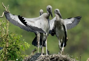 Spectacular Wild Bird Sightings and Ecotourism Wonders in Vietnam's Natural Sanctuaries - image 10