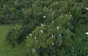 Spectacular Wild Bird Sightings and Ecotourism Wonders in Vietnam's Natural Sanctuaries - image 11
