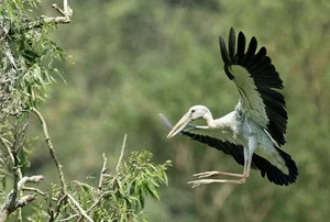 Spectacular Wild Bird Sightings and Ecotourism Wonders in Vietnam's Natural Sanctuaries - image 3