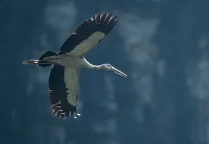 Spectacular Wild Bird Sightings and Ecotourism Wonders in Vietnam's Natural Sanctuaries - image 4