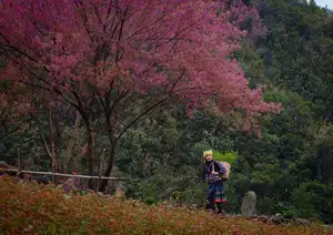 Discover Mù Cang Chải's Tớ Dày Flower Season: The Captivating Beauty of Northwestern Mountains Awaits You! - image 2