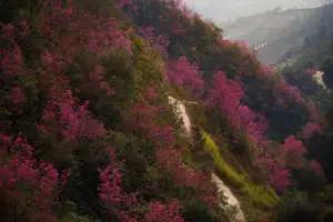 Discover Mù Cang Chải's Tớ Dày Flower Season: The Captivating Beauty of Northwestern Mountains Awaits You! - image 11