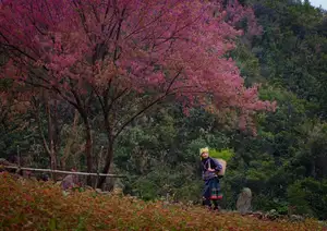 Discover Mù Cang Chải's Tớ Dày Flower Season: The Captivating Beauty of Northwestern Mountains Awaits You! - image 10