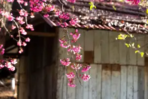 Discover Mù Cang Chải's Tớ Dày Flower Season: The Captivating Beauty of Northwestern Mountains Awaits You! - image 7