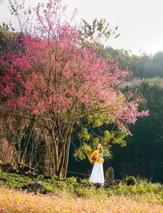 Discover Mù Cang Chải's Tớ Dày Flower Season: The Captivating Beauty of Northwestern Mountains Awaits You! - image 6