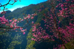Discover Mù Cang Chải's Tớ Dày Flower Season: The Captivating Beauty of Northwestern Mountains Awaits You! - image 1