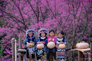 Discover Mù Cang Chải's Tớ Dày Flower Season: The Captivating Beauty of Northwestern Mountains Awaits You! - image 8