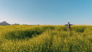 Discover the Golden Mustard Fields of Moc Chau: A Perfect Tet Holiday Photography Destination - image 2