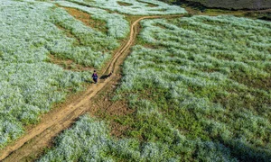 Discover the Golden Mustard Fields of Moc Chau: A Perfect Tet Holiday Photography Destination - image 3