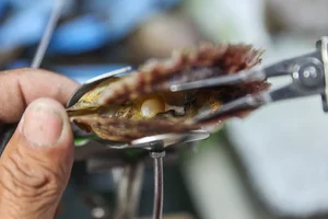 A Unique Journey: Exploring the Art of Pearl Harvesting in Ho Chi Minh City's Hidden Districts - image 6