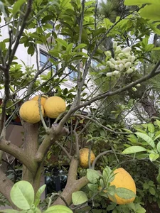 Inside the Lush Garden Oasis of a Famous Beauty Queen’s Private Villa - image 0