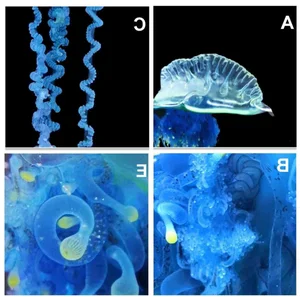 The mesmerizing blue jellyfish discovered off the coast of Japan - image 6