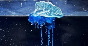 The mesmerizing blue jellyfish discovered off the coast of Japan - image 7