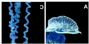 The mesmerizing blue jellyfish discovered off the coast of Japan - image 3
