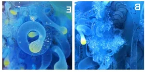 The mesmerizing blue jellyfish discovered off the coast of Japan - image 2