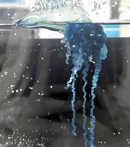 The mesmerizing blue jellyfish discovered off the coast of Japan - image 1