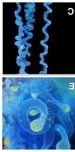 The mesmerizing blue jellyfish discovered off the coast of Japan - image 5