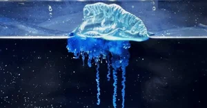 The mesmerizing blue jellyfish discovered off the coast of Japan - image 0