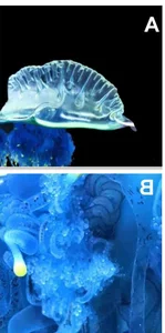 The mesmerizing blue jellyfish discovered off the coast of Japan - image 4