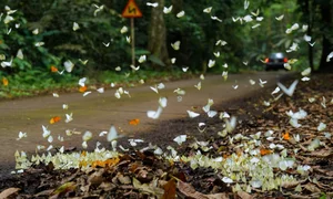 A Magical Journey to Cuc Phuong National Park: Witnessing the Spectacular Butterfly Season - image 5