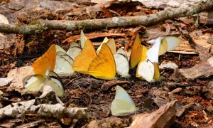 A Magical Journey to Cuc Phuong National Park: Witnessing the Spectacular Butterfly Season - image 3