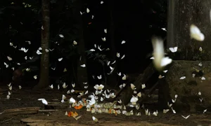 A Magical Journey to Cuc Phuong National Park: Witnessing the Spectacular Butterfly Season - image 6