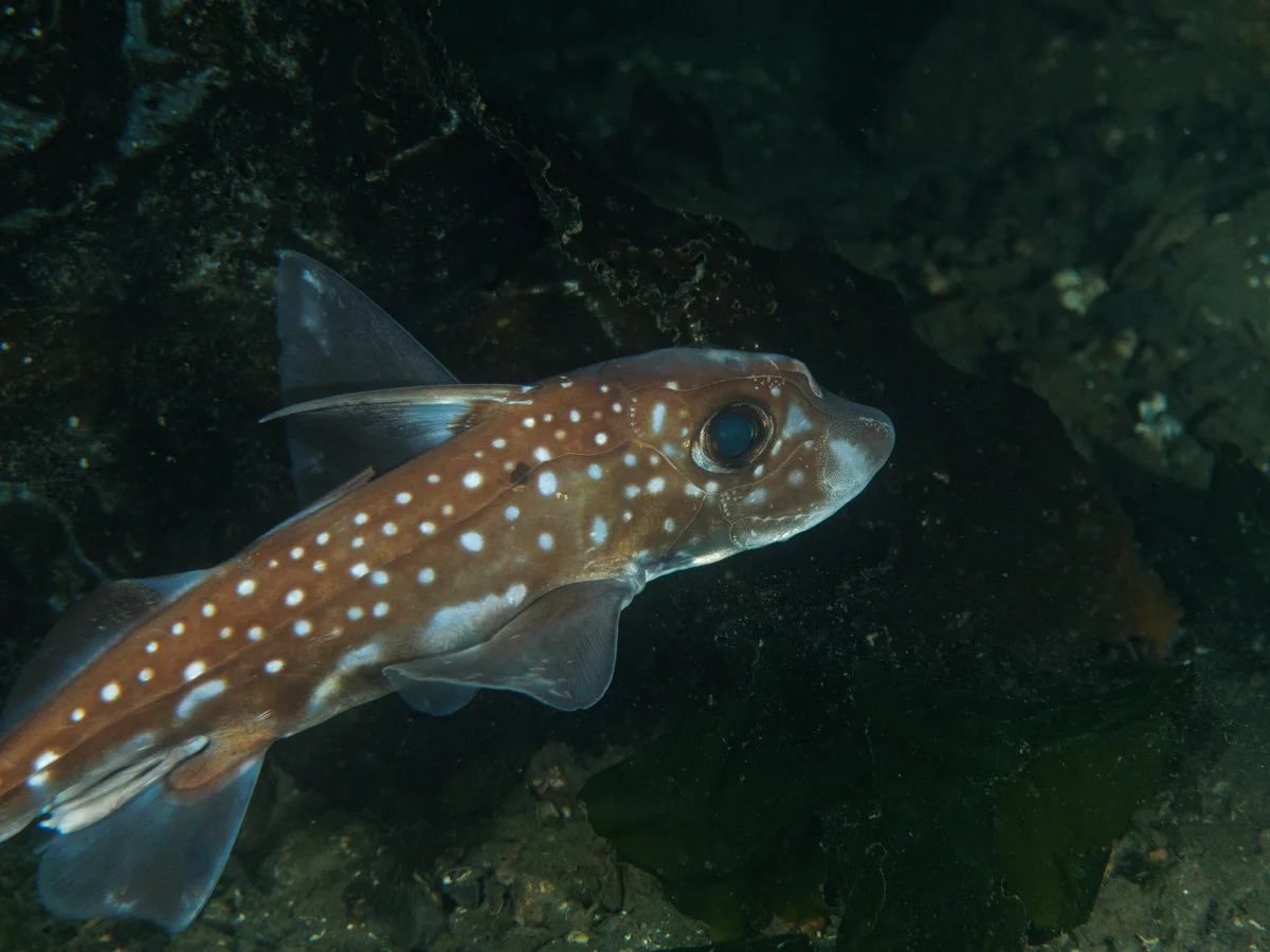 Discover the haunting beauty of the 300-million-year-old Ghost Shark