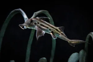 Discover the haunting beauty of the 300-million-year-old Ghost Shark - image 3