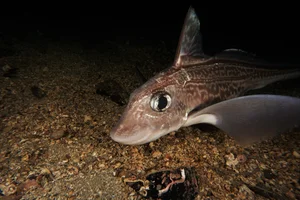 Discover the haunting beauty of the 300-million-year-old Ghost Shark - image 2