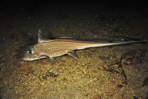 Discover the haunting beauty of the 300-million-year-old Ghost Shark - image 1