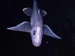 Discover the haunting beauty of the 300-million-year-old Ghost Shark - image 5