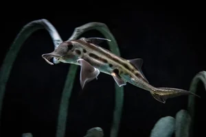 Discover the haunting beauty of the 300-million-year-old Ghost Shark - image 4