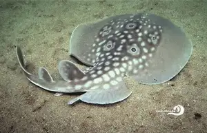 Mysterious Electric Ray: The Shocking Marine Creature Hunted by Ancient Greeks for Unique Powers - image 3