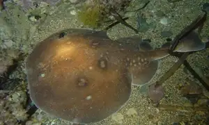Mysterious Electric Ray: The Shocking Marine Creature Hunted by Ancient Greeks for Unique Powers - image 6