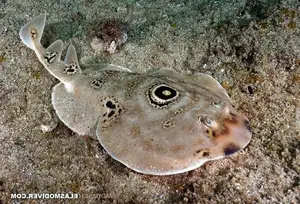 Mysterious Electric Ray: The Shocking Marine Creature Hunted by Ancient Greeks for Unique Powers - image 7